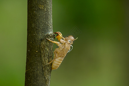 遗留在树上的蝉皮剥落身体木材宏观骨骼生活昆虫宝藏阳光树干野生动物图片