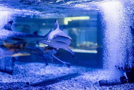 在海洋馆水族馆游泳的小鲨鱼的海底图象生活珊瑚蓝色野生动物动物潜水热带盐水海洋环境图片