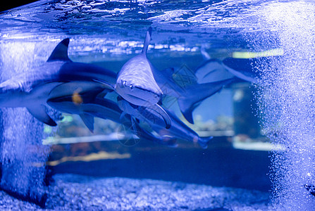 在海洋馆水族馆游泳的小鲨鱼的海底图象生活潜水海洋蓝色珊瑚动物热带旅行环境盐水图片