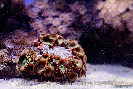 海洋海植物和藻类海底图象蓝色潜水环境游泳盐水珊瑚野生动物荒野动物海洋图片