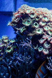海洋海植物和藻类海底图象荒野水族馆生活盐水游泳环境热带珊瑚动物潜水图片