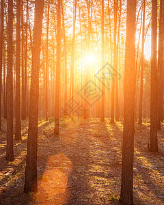太阳光照亮了日出时的松树干 在秋天的松树林里树干太阳农村薄雾背光日落森林林地松树场景图片