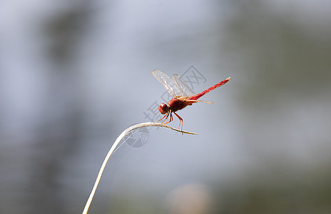 绿色柔软自然背景的红龙尾翅膀橙子动物蜻蜓捕食者休息荒野昆虫漏洞宏观图片