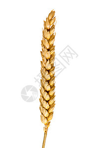独耳小麦玉米金子种子面粉燕麦农业耳朵场地生长农场图片