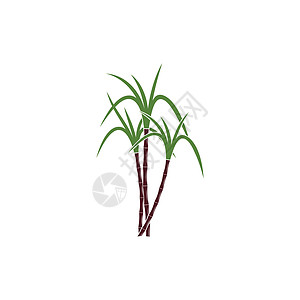 甘蔗 Logo 模板矢量符号收成植物生物果汁插图标签绿色贴纸横幅叶子图片