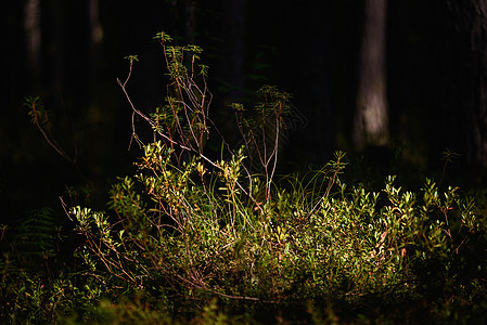莱迪姆工厂特写松树湿地季节荒野沼泽树木木头苔藓公园叶子图片