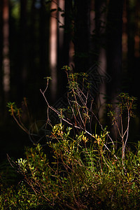莱迪姆工厂特写木头旅行树木苔藓松树森林荒野植物美丽公园图片