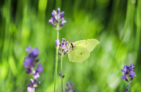 美丽的黄色甘蓝兰姆尼或紫色熏衣花上常见的白蝴蝶野生动物动物薰衣草植物学昆虫花朵荒野园艺环境草本植物图片
