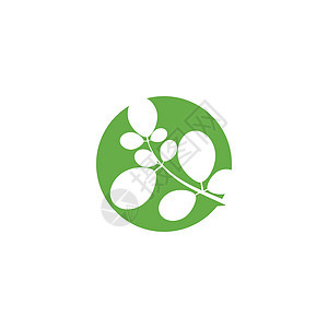 辣木叶标志模板 vecto植物健康蔬菜绿色树叶花园食物草本植物叶子艺术图片