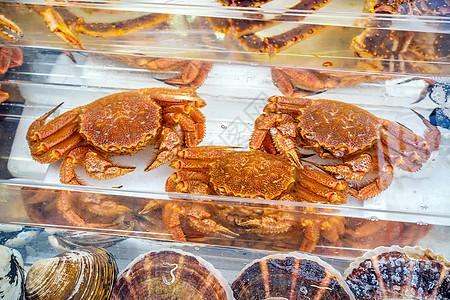 北海道函馆海鲜市场的红帝王蟹 Taraba 蟹 或阿拉斯加帝王蟹旅行商业销售贸易居住餐厅海洋生物美食食物图片