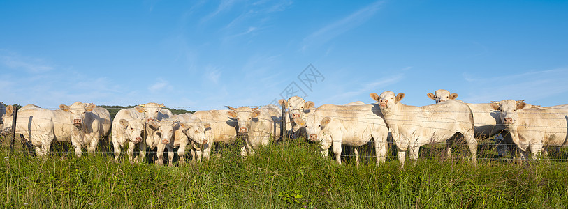 蓝天下绿色青草草地的白奶牛农场土地晴天奶制品地平线动物国家哺乳动物牛肉牧场图片