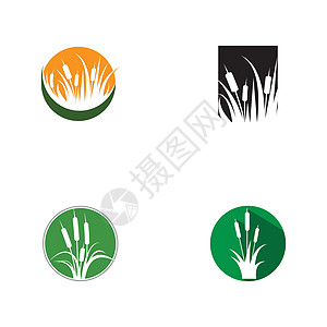 芦苇图标矢量设计模板沼泽香蒲黑色植物插图叶子植物群生长植物学甘蔗图片