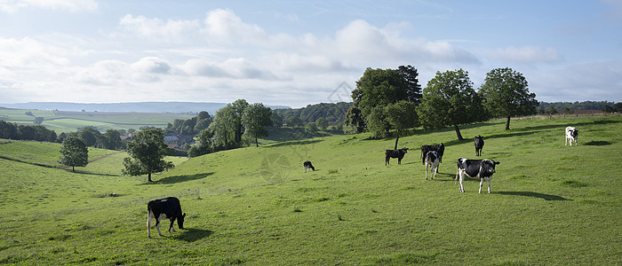 法兰西Charleville附近法国Ardennes老村庄附近的黑奶和白奶牛丘陵农场天气土地森林场地冒险农业村庄动物图片