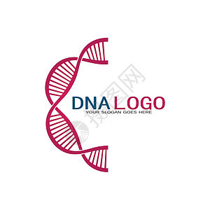 Dna 矢量标志设计模板 现代医学标识 实验室科学图标符号 彩色药理学标志vecto插图基因组螺旋生物身份生物学代码染色体技术生图片