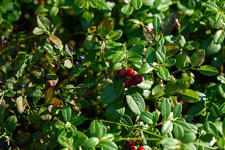 烤熟的红莓水果植物季节荒野林地植物群牛痘食物宏观红色叶子图片