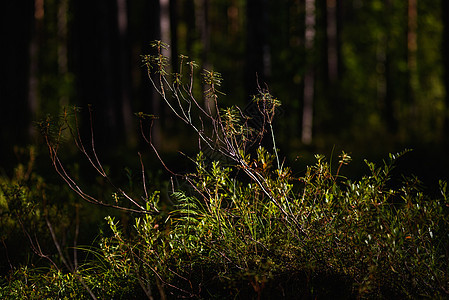 莱迪姆工厂特写木头季节旅行公园苔藓沼泽地森林叶子沼泽植物图片