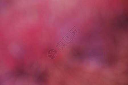 模糊抽象和背景艺术森林花园红色晴天叶子粉色阳光圆圈紫色图片