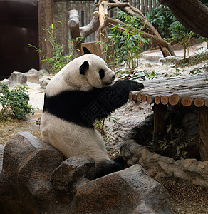 熊熊在休息动物成人黑色白色哺乳动物濒危森林公园竹子野生动物图片