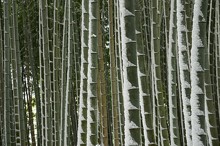 雪中竹木林地标植物花园绿色白色冻结旅游竹子图片