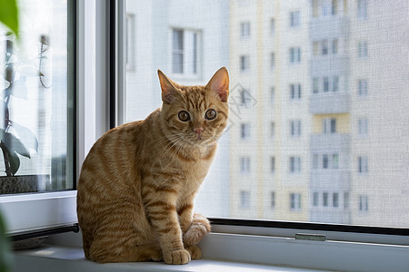 一只可爱的姜小猫贴近了 坐在窗台上 有蚊子网房子家畜哺乳动物窗户蚊帐橙子阳台动物虎斑毛皮图片