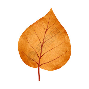 秋天的树叶水彩风格季节棕色黄色植物艺术橙子季节性植物学红色插图图片