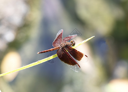 绿色柔软自然背景的红龙尾昆虫学捕食者动物荒野昆虫蜻蜓红色漏洞休息橙子图片