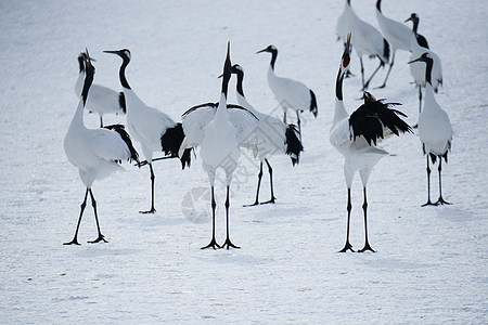 日本起重机夫妻红色荒野动物季节舞蹈黑色鸟类野生动物红冠图片