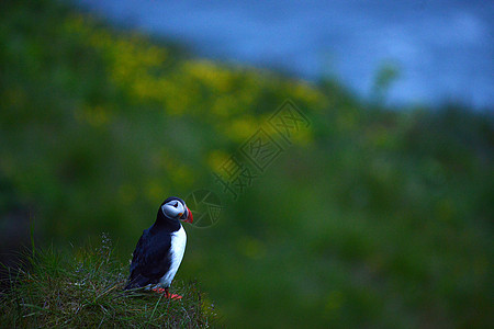 冰岛Dyrholaey的松石殖民地旅行海鸟动物野生动物生活峡湾食物岩石悬崖荒野图片