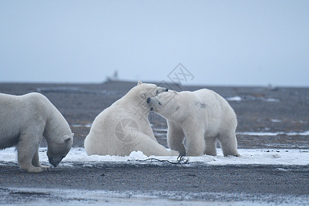 北极的阿拉斯加白北极熊捕食者毛皮动物男性村庄野生动物幼崽支撑环境气候图片