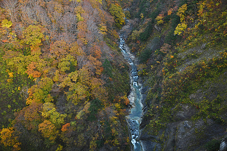 Aomori附近Tohoku地区一个河谷的秋树旅游红色公园季节叶子山脉树木橙子树叶森林图片