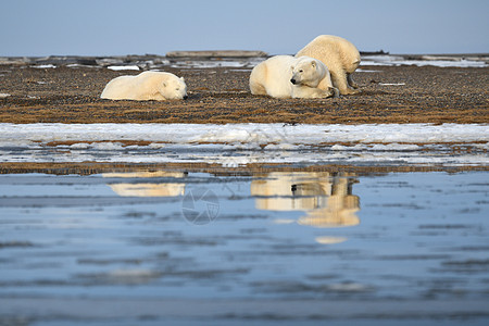 北极的阿拉斯加白北极熊环境荒野哺乳动物动物濒危海岸幼崽野生动物男性捕食者图片