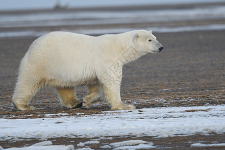 北极的阿拉斯加白北极熊全球毛皮生存太阳气候变化捕食者动物男性气候濒危图片