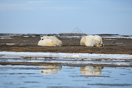 北极的阿拉斯加白北极熊动物野生动物全球幼崽村庄荒野哺乳动物海岸濒危海洋图片