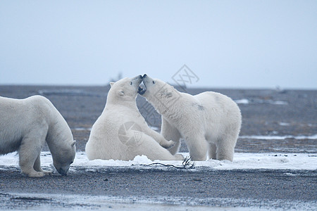 北极的阿拉斯加白北极熊男性哺乳动物生存捕食者环境幼崽海洋濒危村庄荒野图片