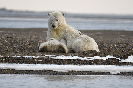北极的阿拉斯加白北极熊全球野生动物男性哺乳动物濒危幼崽海洋气候变化荒野海岸图片