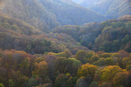 Aomori附近Tohoku地区一个河谷的秋林红色旅游森林树叶旅行季节山脉树木公园叶子图片