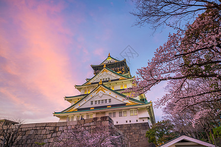 日本大阪樱花大阪城堡 樱花盛开背景