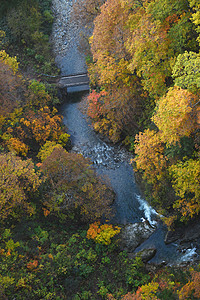Aomori附近Tohoku地区一个河谷的秋林旅游树木公园红色橙子风景旅行季节森林黄色图片