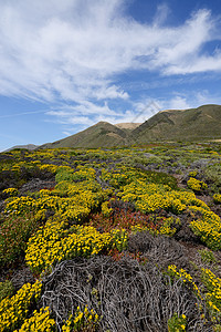 花朵上旅行海岸蓝色天空绿色海岸线风景岩石海洋黄色图片