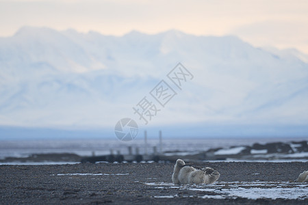 北极的阿拉斯加白北极熊海洋濒危村庄全球气候环境海岸哺乳动物毛皮支撑图片