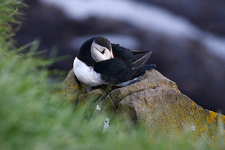 冰岛石器旅行悬崖野生动物荒野绿色海鸟黑色白色动物海雀图片