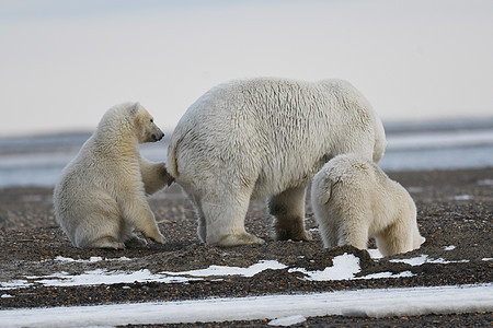 北极的阿拉斯加白北极熊海岸气候变化哺乳动物野生动物全球气候捕食者濒危村庄荒野图片