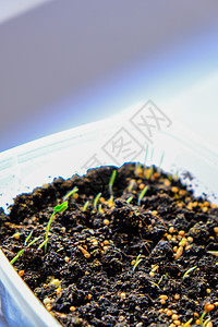家里花盆里的幼苗 家里窗台上盒子里的种子长出的早期幼苗 生长在太阳下的年轻新鲜的绿色幼木生态花园环境地球园艺爱好草本植物播种沙拉图片