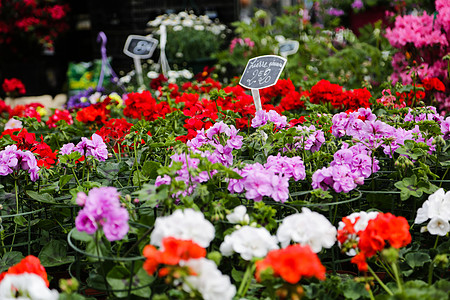 法国花市利尔玫瑰花店植物群店铺园艺街道紫色郁金香展示蓝色背景