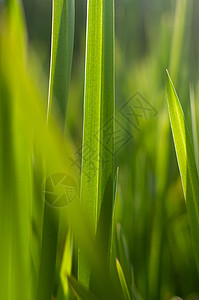 宏观干净的新鲜的绿草照片环境植物花园生长场地生态草地叶子绿色树叶图片