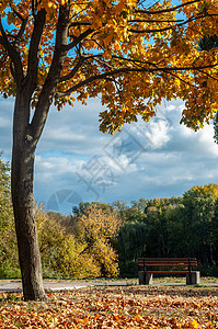 乌克兰2019 年 10 月 11 日 Colorfull 落树在罗斯河附近的小公园娱乐椅子城市长椅阳光花园树木森林公园座位图片