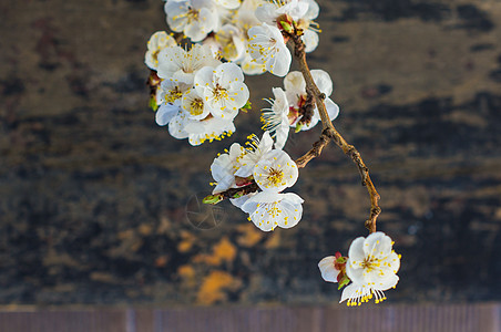 配桃花开的春季概念樱花桌子树叶绿色乡村表组环境玻璃银器餐巾图片