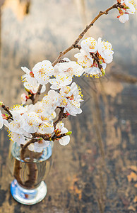 配桃花开的春季概念樱花表组桌子银器乡村环境绿色餐巾盘子餐具图片