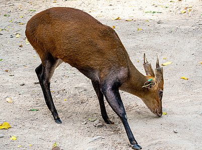 一只在动物园里爬起的干燥地面上叫叫鹿 耳朵上有一只TAG环境喇叭红色公园动物野生动物棕色标签哺乳动物图片