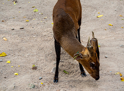 一只在动物园里爬起的干燥地面上叫叫鹿 耳朵上有一只TAG喇叭红色棕色野生动物环境公园哺乳动物标签动物图片